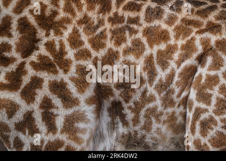 Grace and beauty of a giraffe up close, as this captivating shot reveals the intricate fur and unique pattern of this majestic creature in Kenya. Stock Photo