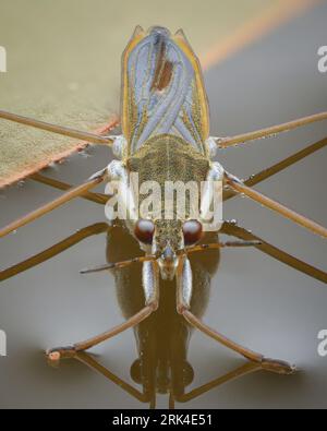 Symmetrische Vollansicht eines Wasserstreifers oder Teichlaufers, der auf der Wasseroberfläche mit einer Reflexion steht (Gerris sp.) Stockfoto