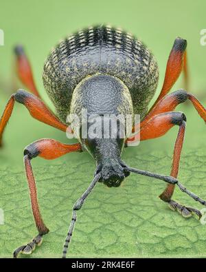 Porträt eines schwarzen Käfers mit orangefarbenen Beinen und gelbem Staub, auf einem grünen Blatt stehend (Otiorhynchus coecus) Stockfoto