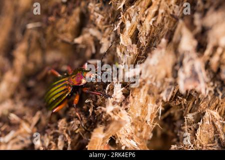 CaraBus auronitens - Goldglänzender Laufkäger, Deutschland (Baden-Württemberg), imago, männlich Stockfoto