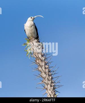 Sichelschnabel-Vanga (Falculea palliata), eine der größten der Vanga-Arten und endemisch in Madagaskar Stockfoto