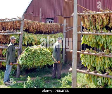 Bildnummer: 53627368  Datum: 26.11.2009  Copyright: imago/Xinhua (091126) -- HAVANA, Nov. 26, 2009 (Xinhua) -- Tobacco growers work and cool the tobacco on shelves in a shed in west Cuba, Nov. 26, 2009. Harvest season of tobacco has come in Cuba. It is estimated that this year s tobacco output in Cuba may reach 23000 tons, lower than 25300 tons of last year. Cuba is world famous for producing high-quality cigars made from its tobacco. (Xinhua/Arnaldo Santos) (zhs) (2)CUBA-TOBACCO-HARVEST PUBLICATIONxNOTxINxCHN Kuba Havanna Wirtschaft Landwirtschaft Tabak Tabakproduktion Herstellung kbdig xub 2 Stock Photo