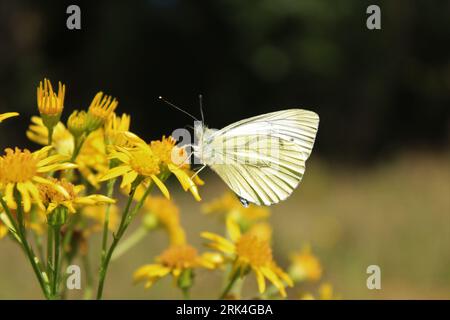 White cabbage butterfly on yellow flowers Stockfoto
