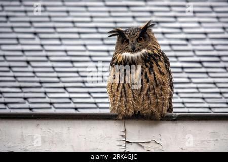 Erwachsene männliche Adlereule (Bubo bubo) auf einem Dach in Leuven, Brabant, Belgien. Stockfoto