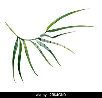 Grüner Bambuszweig mit Blättern Aquarellzeichnung. Tropische Natur von Hand gezeichnet realistische Clipart Stockfoto