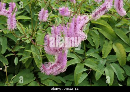 Closeup of the fluffy pink-purple hanging flowers of the summer and autumn herbaceous perennial garden plant sanguisorba hakusanensis lilac squirrel. Stock Photo