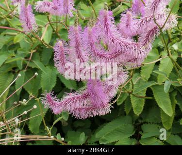 Closeup of the fluffy pink-purple hanging flowers of the summer and autumn herbaceous perennial garden plant sanguisorba hakusanensis lilac squirrel. Stock Photo