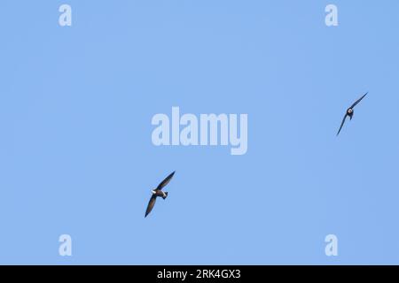 White-throated Needletail - stachelschwanzsegler - Hirundapus caudacutus, Russland, Erwachsene Stockfoto