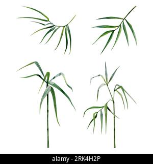 Bambus-Aquarellbilder mit Stielen, Zweigen und Blättern. Tropische chinesische Natur von Hand gezeichnet Clipart Stockfoto