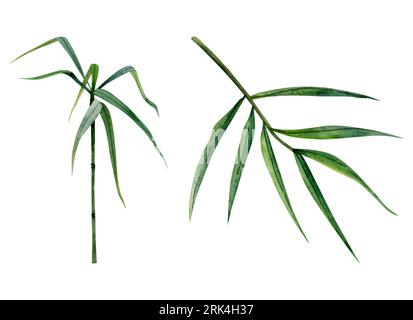 Bambusstamm und Zweige mit grünen Blättern Aquarellillustrationsset. Tropisches chinesisches Naturklima Stockfoto