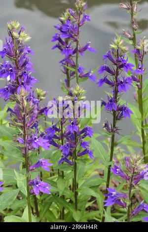 Nahaufnahme der Violett-Blüten des feuchten Bodens, der den Spätsommer liebende, krautige, mehrjährige Gartenmoorpflanze lobelia x speciosa vedrariensis. Stockfoto