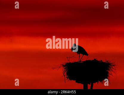 Weißstorch (Ciconia ciconia). Nest mit 3 Jungtieren während des Sonnenuntergangs Stockfoto