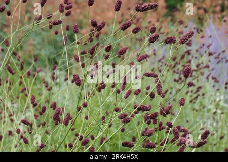 Closeup of the maroon-red flowers of the clump forming perennial garden plant for moist soil sanguisorba officinalis red thunder or Great Burnet. Stock Photo
