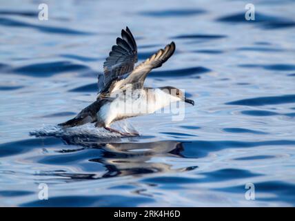 Great Shearwater (Puffinus gravis) auf See vor den Azoren, Portugal. Landung auf der Meeresoberfläche. Stockfoto