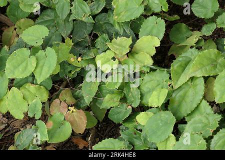 Nahaufnahme der immergrünen, schattenliebenden Bodendeckerpflanze Epimedium rhizomatosum oder Barrenwort von oben. Stockfoto