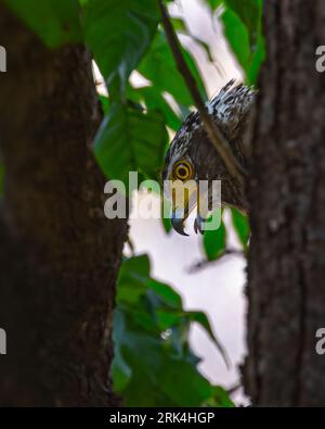 Ein vertikaler Schuss eines Schlangenadlers, der hinter einem Baum hervorblickt Stockfoto