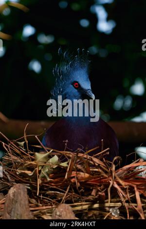 Eine Nahaufnahme einer leuchtend blauen Victoria gekrönten Taube, die in ihrem Nest sitzt Stockfoto