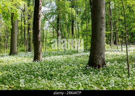 Ein üppiger Wald mit weißen Knoblauchpflanzen und Bäumen an einem sonnigen Tag Stockfoto