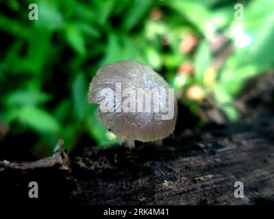 EET-Pilze, die auf Baumrinde im Wald angebaut werden Stockfoto