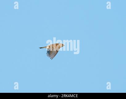 Weiblicher Gemeiner Linnet (Linaria cannabina) fliegend, wandernd am blauen Himmel in Seitenansicht Stockfoto