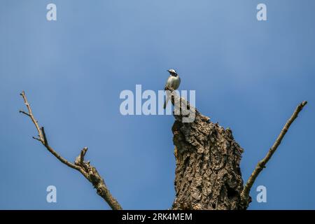 Ein einsamer blauer jay-Vogel, der auf einem blattlosen Baum vor einem unberührten blauen Himmel thront. Stockfoto