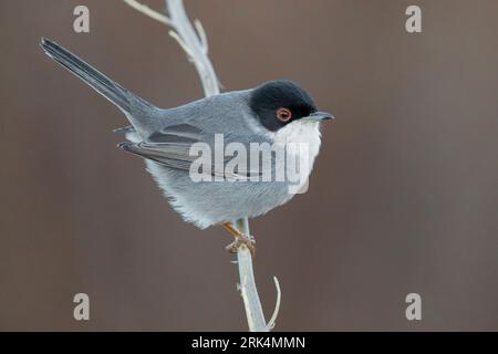 Sardischer Waldsänger (Sylvia melanocephala), Seitenansicht eines erwachsenen Mannes, der auf einem Stamm thront, Kampanien, Italien Stockfoto