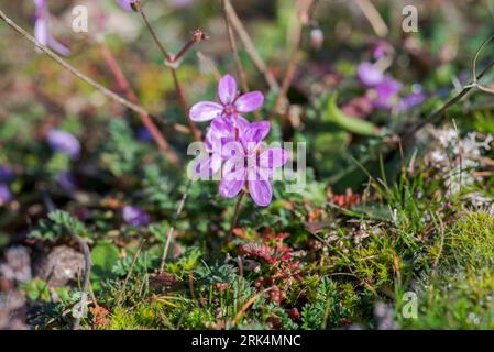 Sturmfalke, Erodium cicutarium. Es ist ein krautiges Jahresmitglied der Familie Geraniaceae blühender Pflanzen. Foto aufgenommen in Colmenar Viej Stockfoto