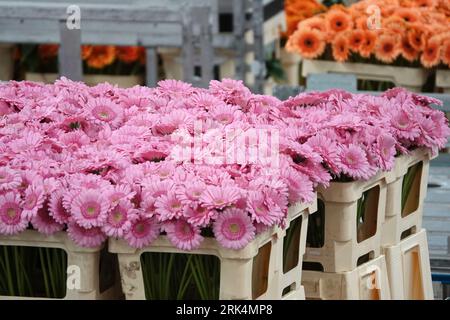 Kunststoffbehälter mit rosafarbenen und orangen Gerbera- oder afrikanischen Gänseblümchenblüten auf einer großen Blumenauktion in den Niederlanden Stockfoto