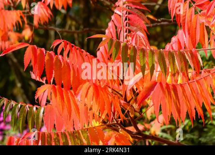Autumn leaves of Sumac on a dark, blurred background in a horizontal format Stock Photo