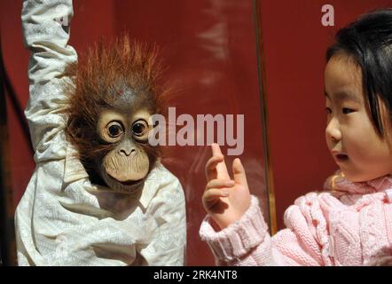 Bildnummer: 53655124  Datum: 09.12.2009  Copyright: imago/Xinhua (091209) -- BEIJING, Dec. 9, 2009 (Xinhua) -- A girl views a specimen of the orangutan during the exhibition featuring Charles Darwin at the Beijing Museum of Natural History in Beijing, China, Dec. 9, 2009. The exhibition is held here to commemorate the 150th anniversary of the publication of Charles Darwin s On the Origin of Species . (Xinhua/Jin Liangkuai) (zcc) (2)CHINA-BEIJING-EXHIBITION-DARWIN(CN) PUBLICATIONxNOTxINxCHN Naturkundemuseum kbdig xng 2009 quer o0 Exponat, Affe, Kind, Orang Utan    Bildnummer 53655124 Date 09 12 Stock Photo
