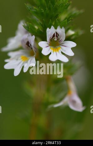 Makrobild einer Augenbrauenblume, County Durham, England, UK. Stockfoto