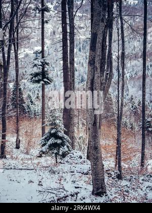 Eine ruhige Winterszene mit einem schneebedeckten Wald mit immergrünen Bäumen, bedeckt von einer Schicht frisch gefallenen Schnees Stockfoto