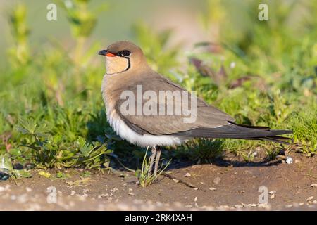 Pratincole mit Kragen (Glareola pratincola), Seitenansicht eines erwachsenen Mannes, der auf dem Boden steht, Kampanien, Italien Stockfoto