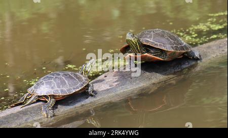 Zwei amerikanische Schildkröten, die sich in der Sonne auf einem Baumstamm in einem natürlichen Teich tummeln Stockfoto