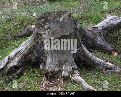 Ein verfallener Baumstumpf, der auf einem Grasfeld in einer üppigen Waldlandschaft liegt Stockfoto