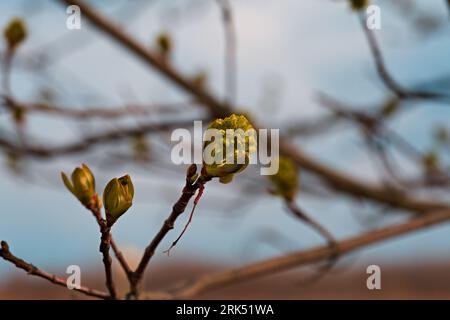 A deciduous tree with green unopened buds on blurred background Stockfoto