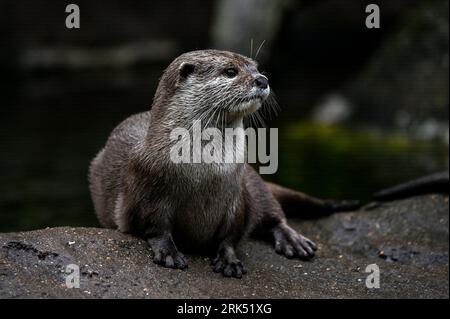 London, UK. 24th Aug, 2023. Otters at the London Zoo's Annual Weigh In, London, UK. Credit: See Li/Picture Capital/Alamy Live News Stock Photo