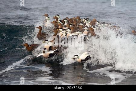 Herde von Gemeinen Eidern (Somateria mollissima), die in der Brandung des Atlantischen Ozeans schwimmen. Stockfoto