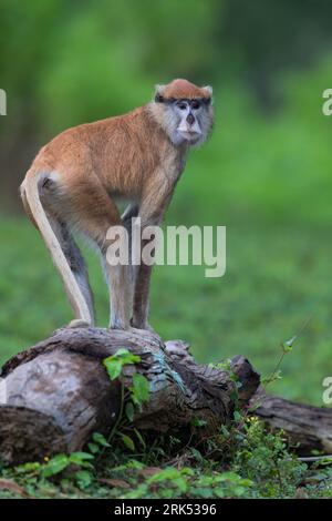 Patas-Affe (Erythrocebus patas) thront auf einem Ast in einem Regenwald in Ghana. Stockfoto