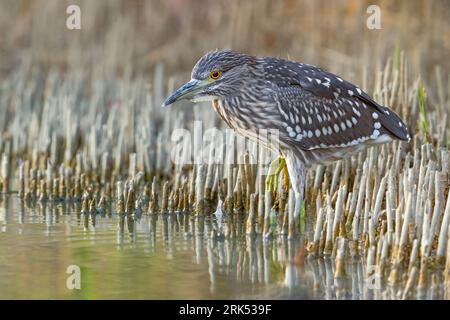 Unreifer Schwarzgekrönter Nachtreiher, Nycticorax nycticorax, in Italien. Stockfoto