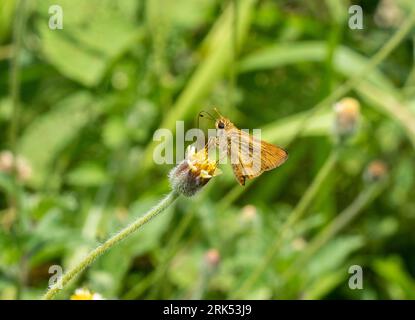 Eine horizontale Nahaufnahme eines Schmetterlings, der auf einer weißen Blume steht Stockfoto