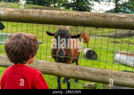 Ein kleines männliches Kind schaut neugierig auf eine braun-schwarz gepunktete Ziege durch einen Metallzaun Stockfoto