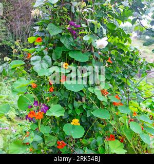 Verschiedene Pflanzen Kapuzinerkresse Purple Clematis Geißblatt wächst im verwachsenen August Garten Sommer Wales Großbritannien 2023 Großbritannien KATHY DEWITT Stockfoto