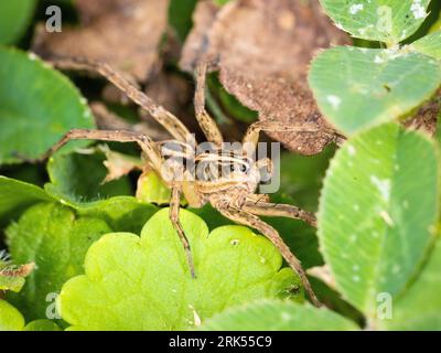 A close-up of a rabid wolf spider slowly crawling on a lush, leaf-covered plant Stock Photo