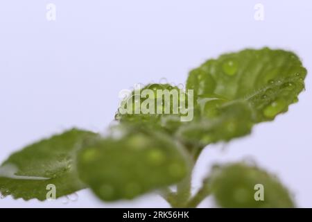 Plectranthus amboinicus, mexikanische Minzpflanzen, bedeckt mit Wassertropfen Stockfoto