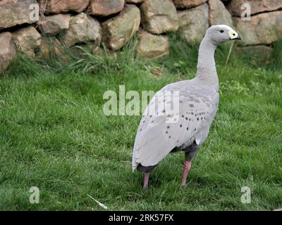 Cape Barren Goose - Cereopsis novaehollandiae Stockfoto