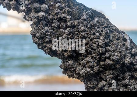 Ein Balanus-Balanoid, das an einem Flussufer an Holz befestigt ist. Stockfoto