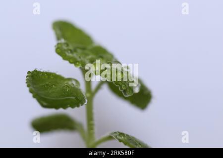 Plectranthus amboinicus, mexikanische Minzpflanzen, bedeckt mit Wassertropfen Stockfoto