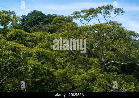 Der unberührte tropische Regenwald von Borneo ist im Ulu Temburong National Park, Brunei, geschützt Stockfoto