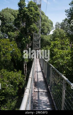 Der Belalong Canopy Walkway erstreckt sich über 5 miteinander verbundene Türme, die sich 43 m über dem unberührten tropischen Regenwald des Ulu Temburong National Park, Brunei, Borneo, erheben Stockfoto